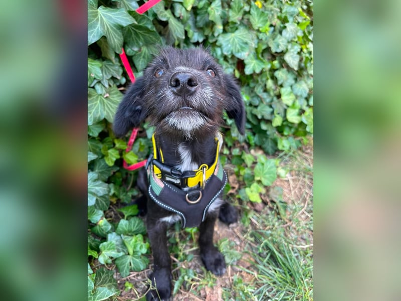 MILLIE - liebevolles Hundemädchen sucht ihr Zuhause