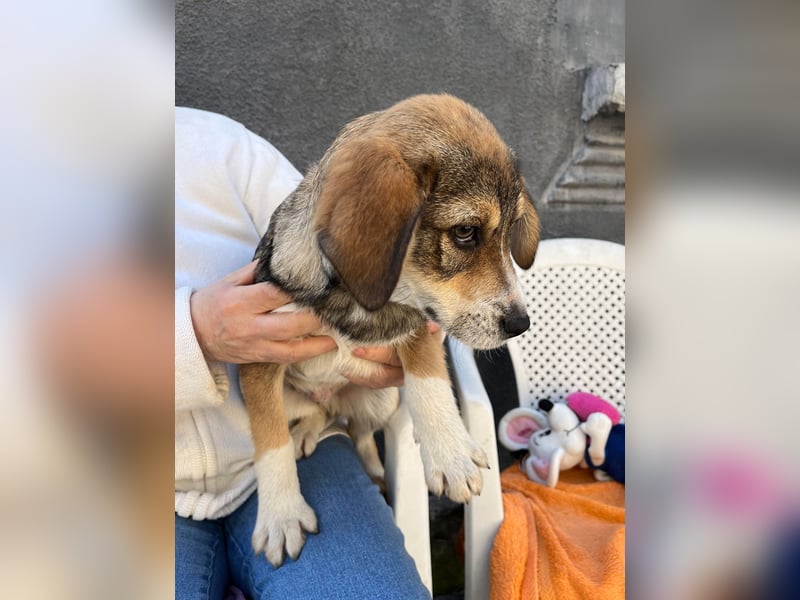 SIMBA - Traumzuhause gesucht