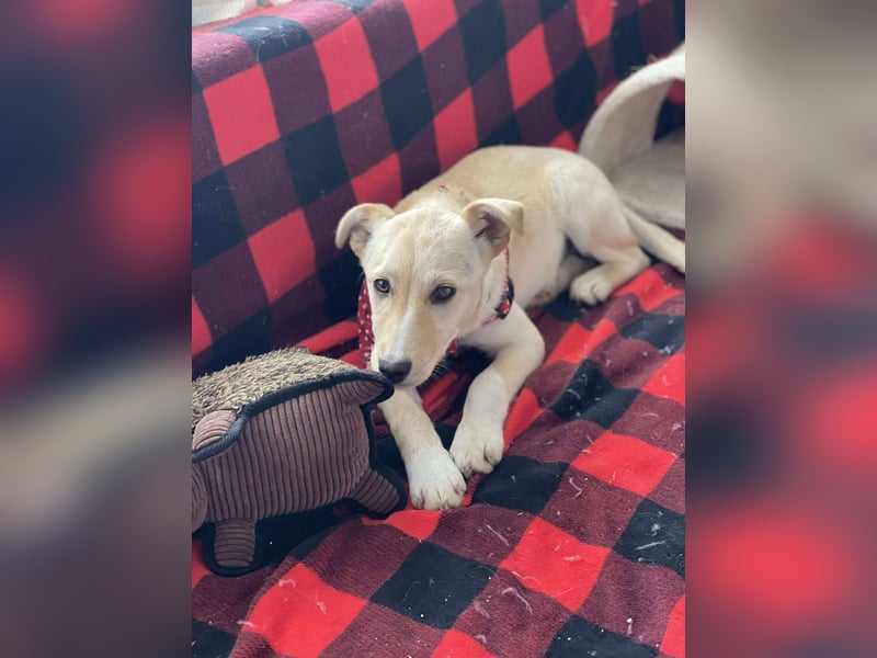 MELISSA - Zuhause gesucht