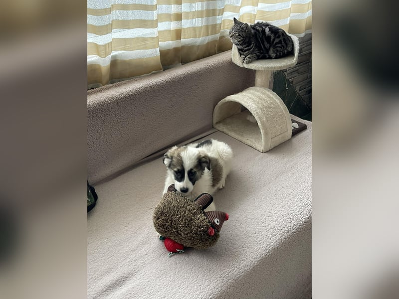 BELLA - sucht ihr Für-immer-Zuhause