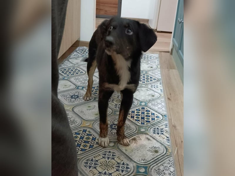 DORIS - Traumzuhause gesucht