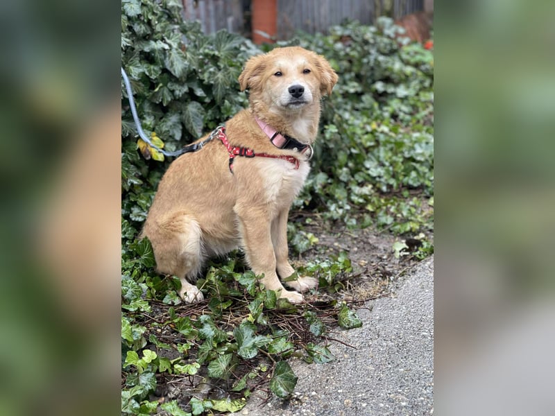 CRUMPET - verspielte Schönheit