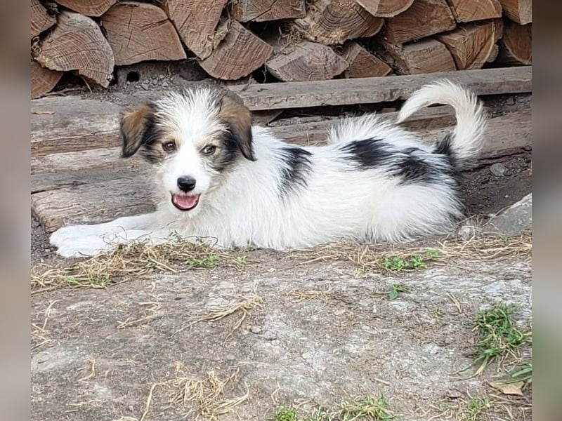HEIDI - liebevolles Hundekind