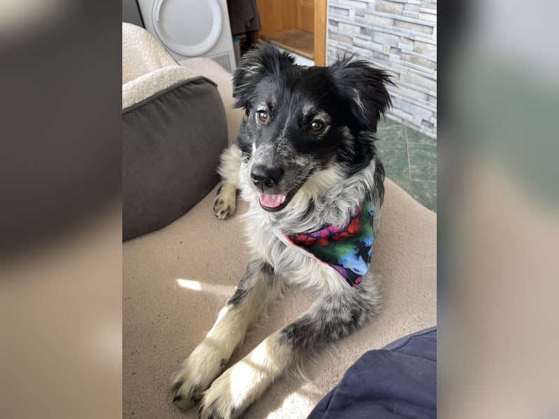 SADIE - Traumzuhause gesucht