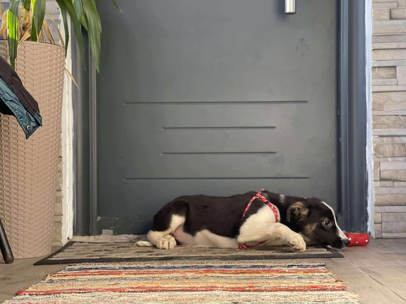 EFFIE - süßes Hundemädchen