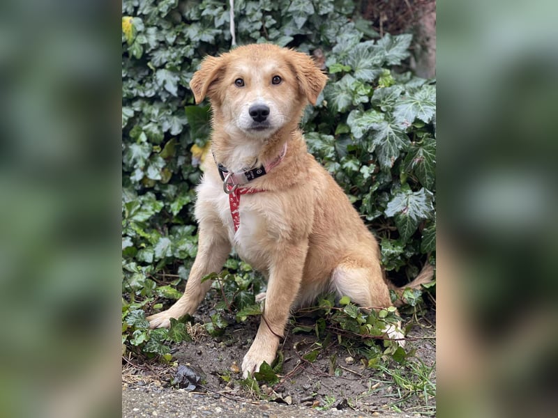 CRUMPET - verspielte Schönheit