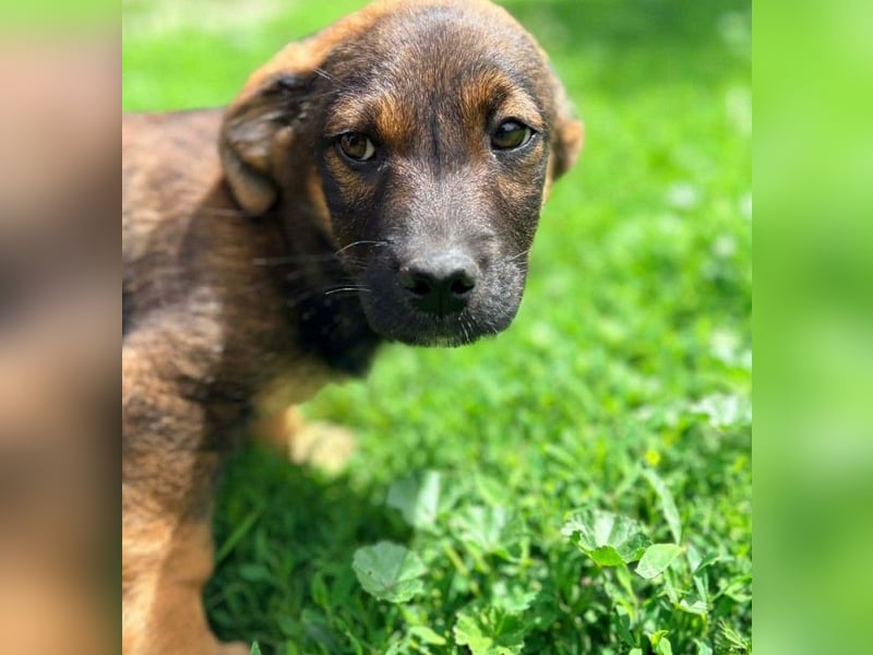 GOOFY - verspieltes Hundekind