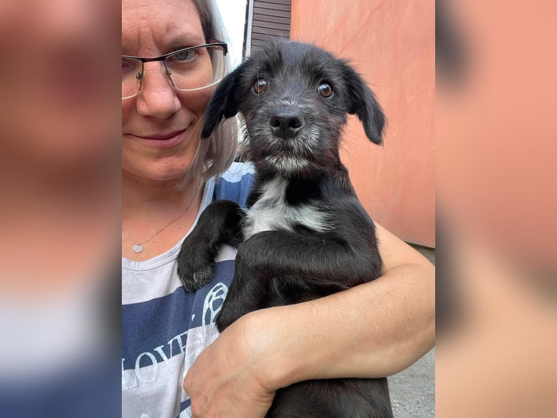 MILLIE - liebevolles Hundemädchen sucht ihr Zuhause