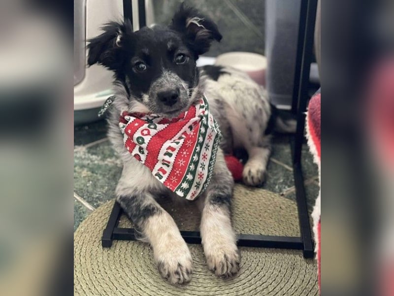 SADIE - Traumzuhause gesucht