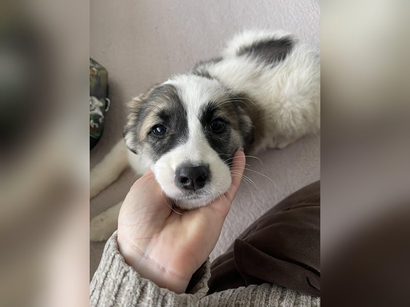 BELLA - sucht ihr Für-immer-Zuhause