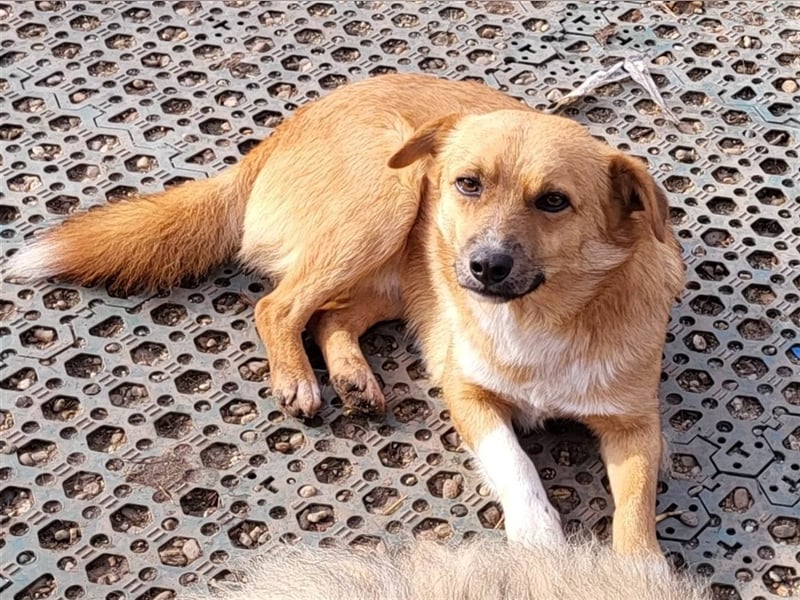 RICKY - sucht seinen sicheren Hafen