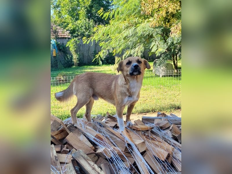 RICKY - sucht seinen sicheren Hafen