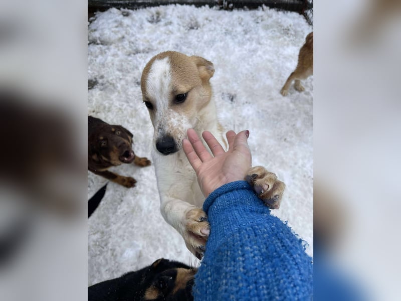 HANNAH - sucht ihre Menschen