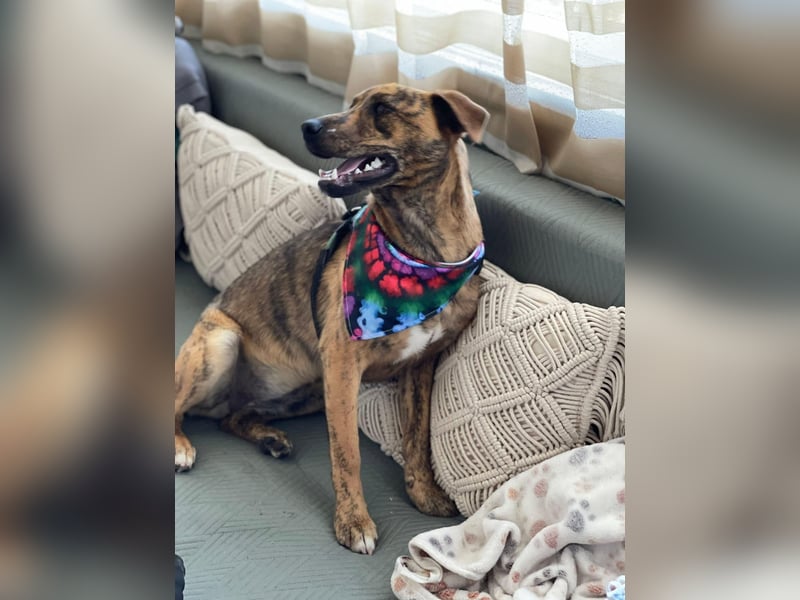 MOLLY - aufgewecktes Hundemädchen