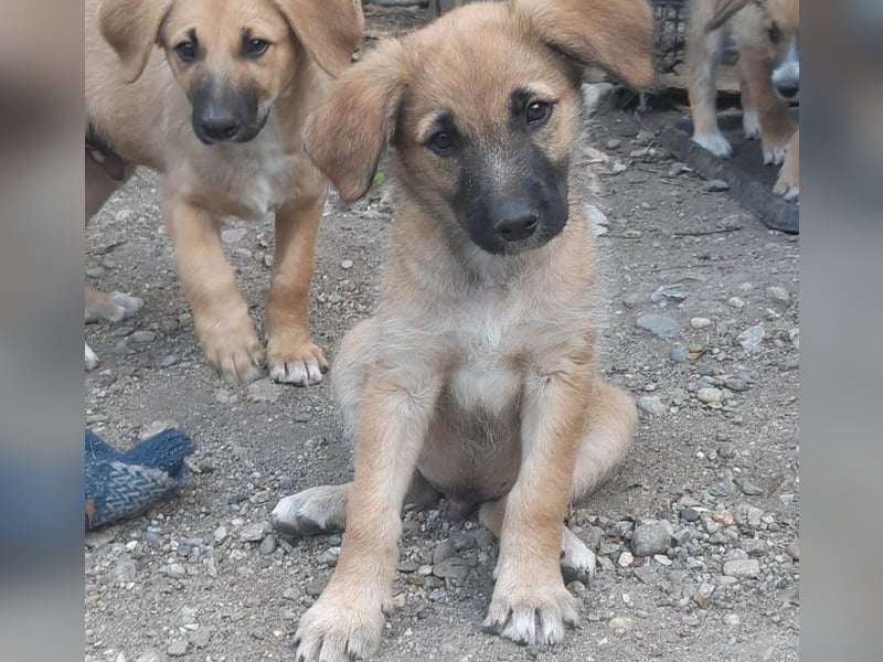 FINN - ist bereit für Abenteuer