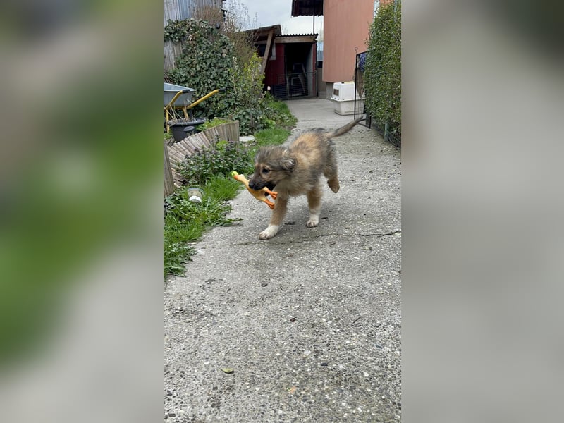 MARTHA - liebevolles Hundemädchen