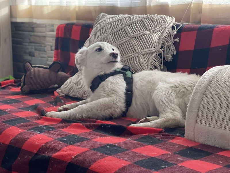 ZACK - liebevoller Hundebub