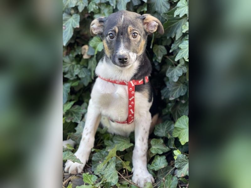 MELODY - Traumzuhause gesucht