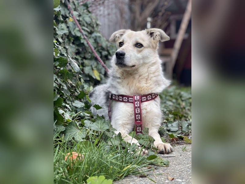 MAYA - sucht ihre Menschen