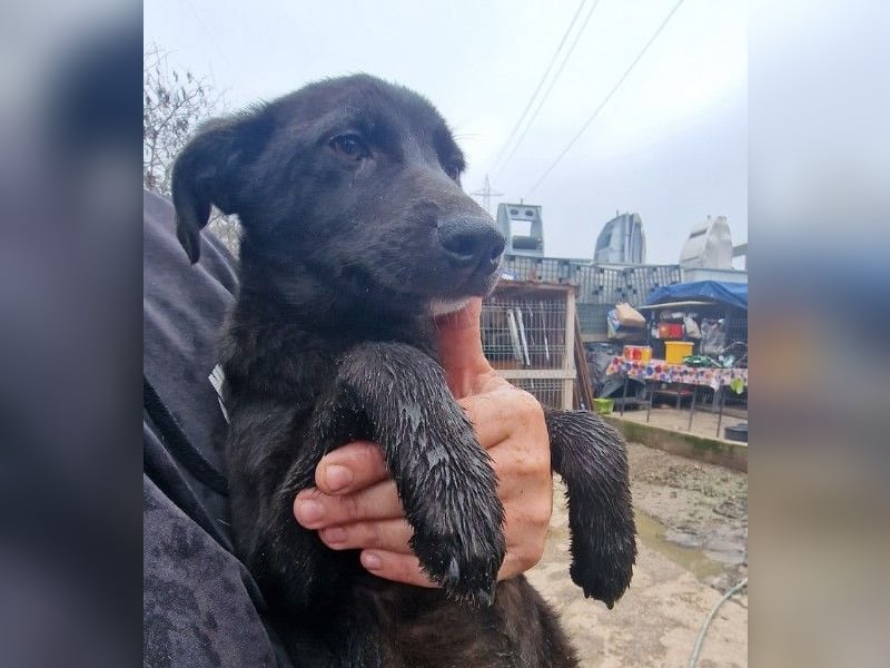 ALLY - schwarze Schönheit