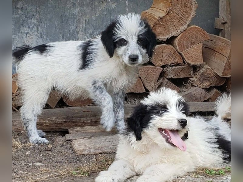 LOTTE - Traumzuhause gesucht