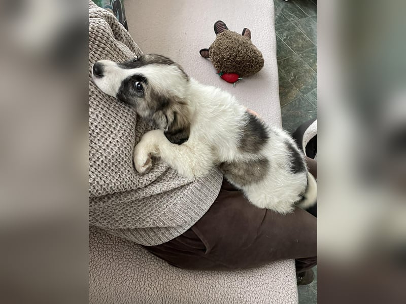 BELLA - sucht ihr Für-immer-Zuhause