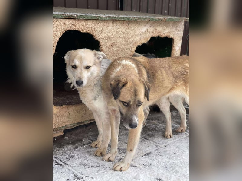 MAYA - sucht ihre Menschen