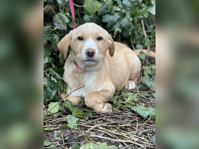 PAULA - liebevolles Hundemädchen *reserviert*