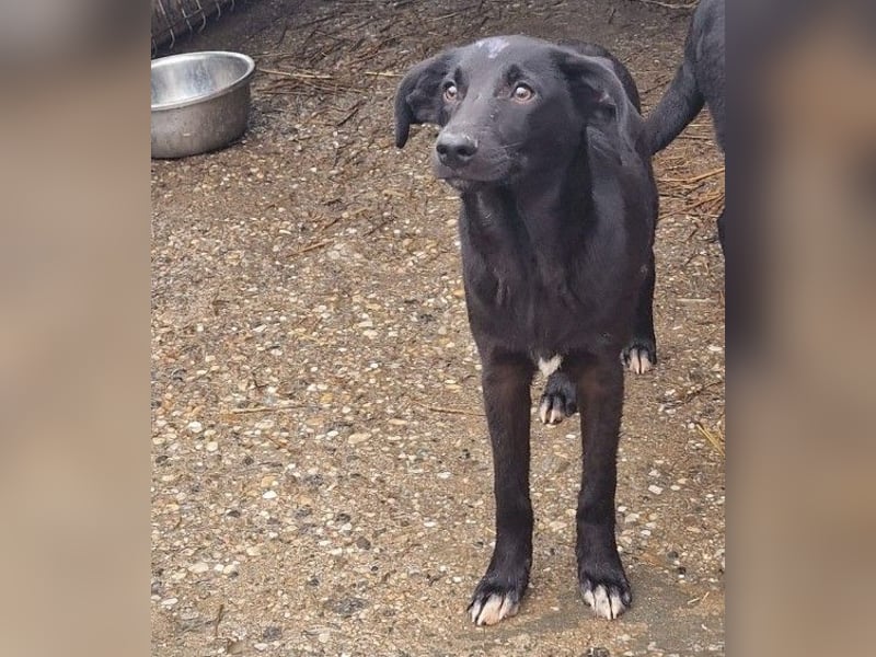 CHUCK - süßer Hundebub