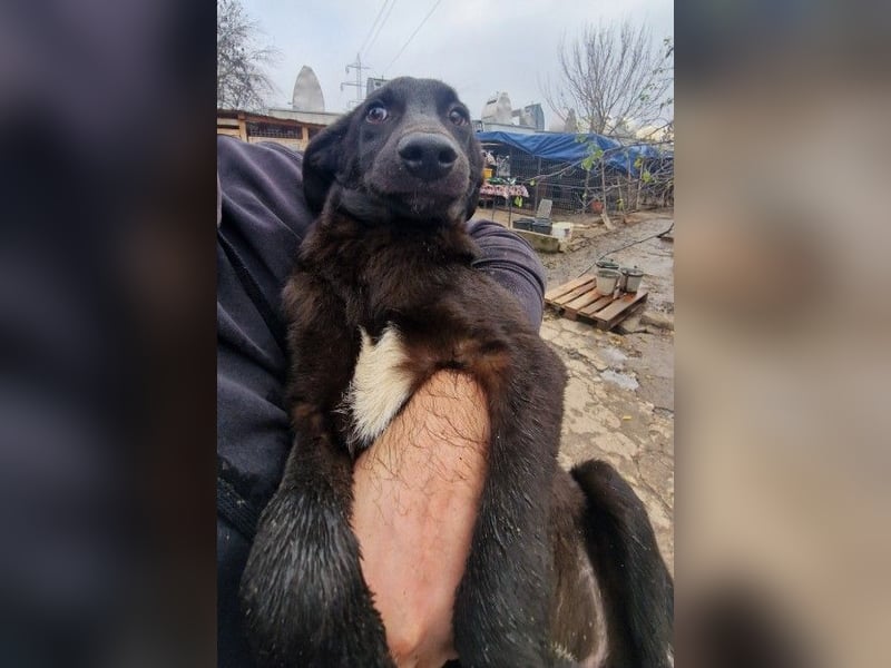 CHUCK - süßer Hundebub