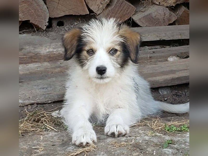 HEIDI - liebevolles Hundekind