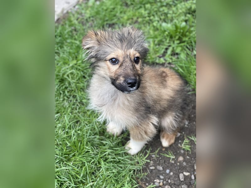 MARTHA - liebevolles Hundemädchen