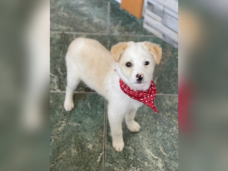 PRESTON - Zuckerbub sucht seine Menschen *reserviert*