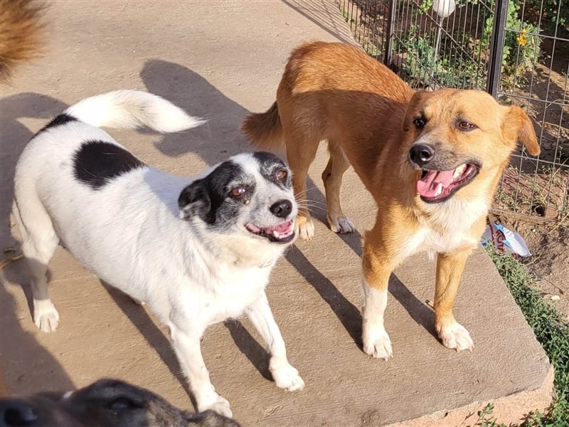 RICKY - sucht seinen sicheren Hafen