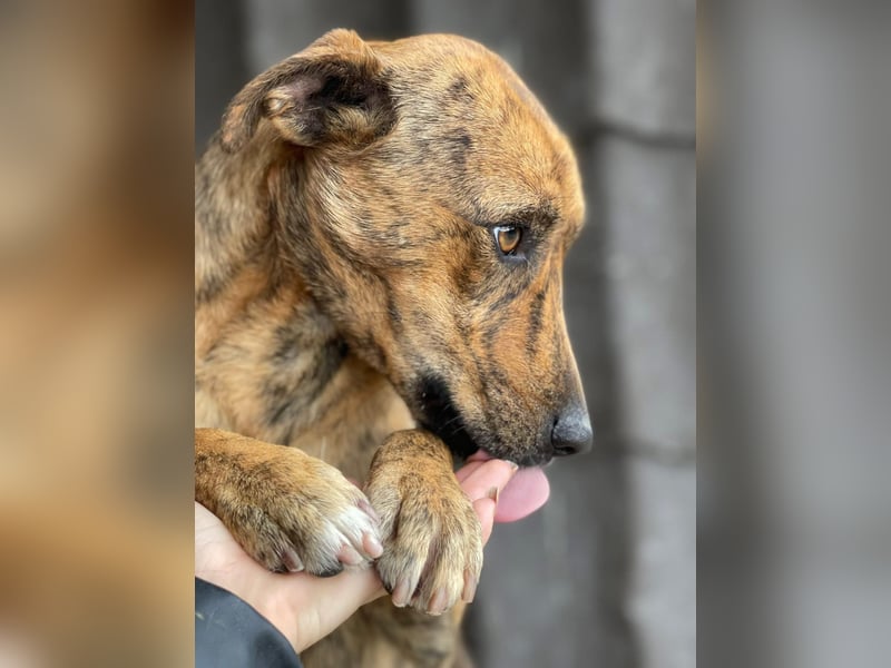 MOLLY - aufgewecktes Hundemädchen