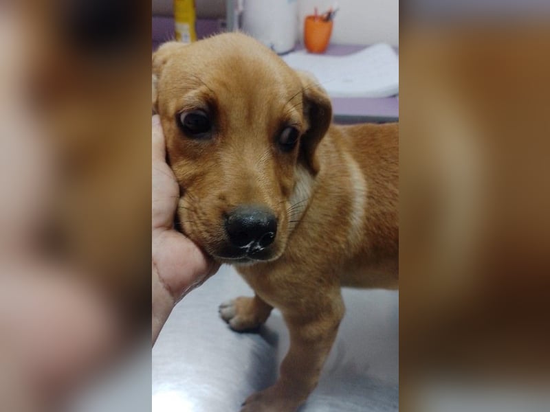 LOKI - kleiner Zuckerschatz sucht seine Menschen