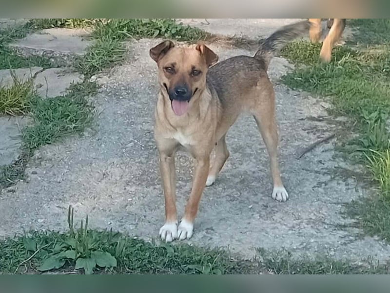 GOOFY - verspieltes Hundekind