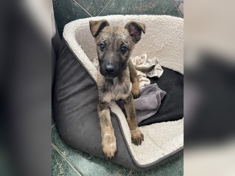 MAXI - liebevoller Hundebub