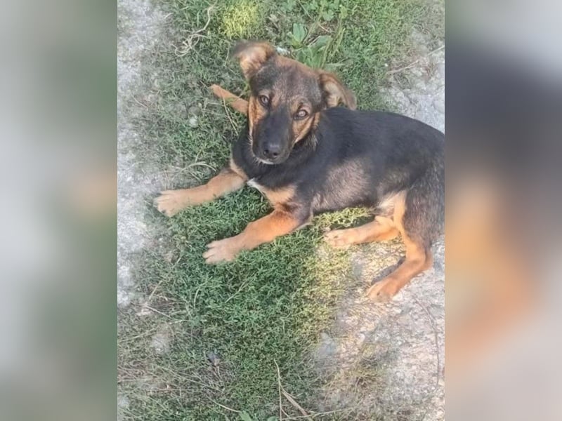 GOOFY - verspieltes Hundekind
