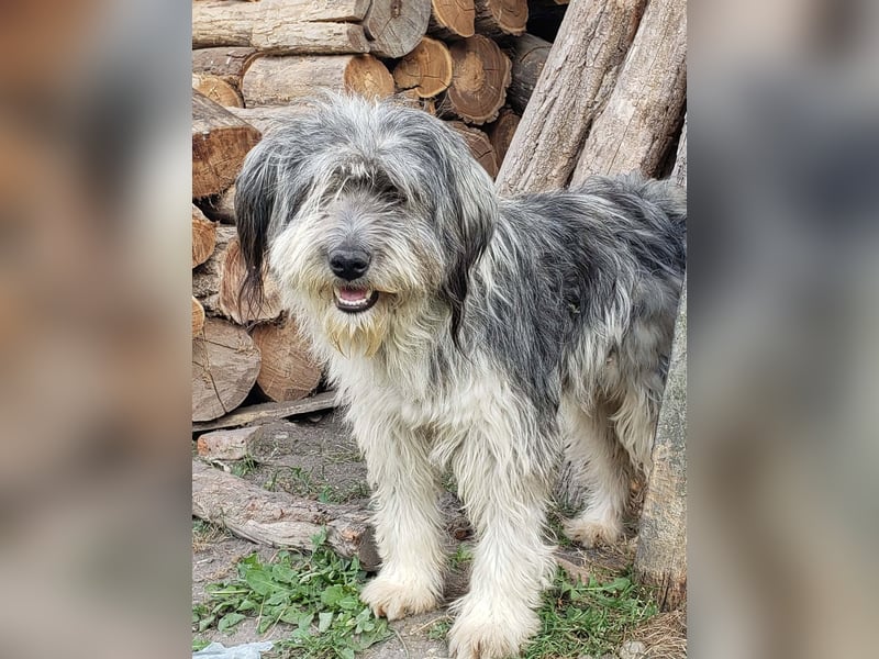 XENA - süßes Zottelmädchen