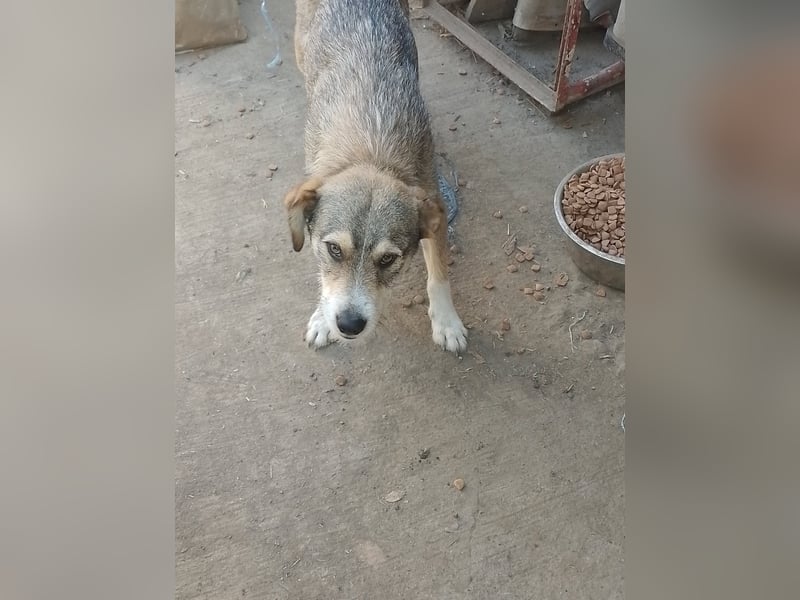 SIMBA - Traumzuhause gesucht