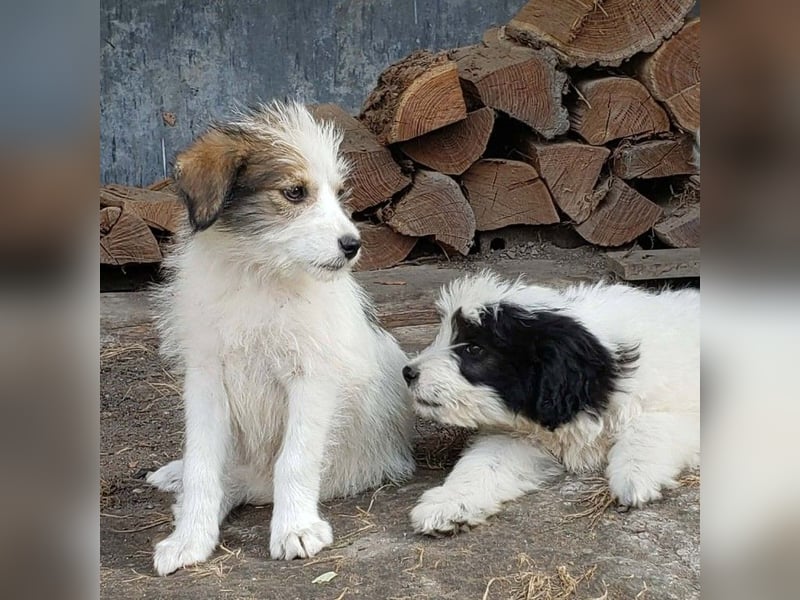 HEIDI - liebevolles Hundekind