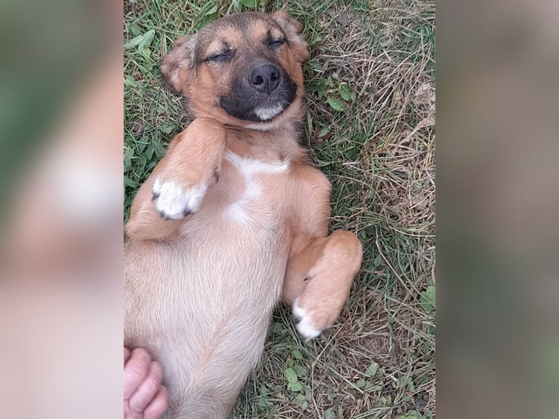 SHELDON - ein absoluter Traumhund