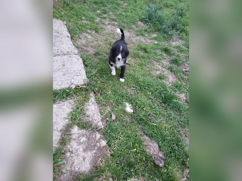 AGATHA - sucht ihr Für-immer-Zuhause