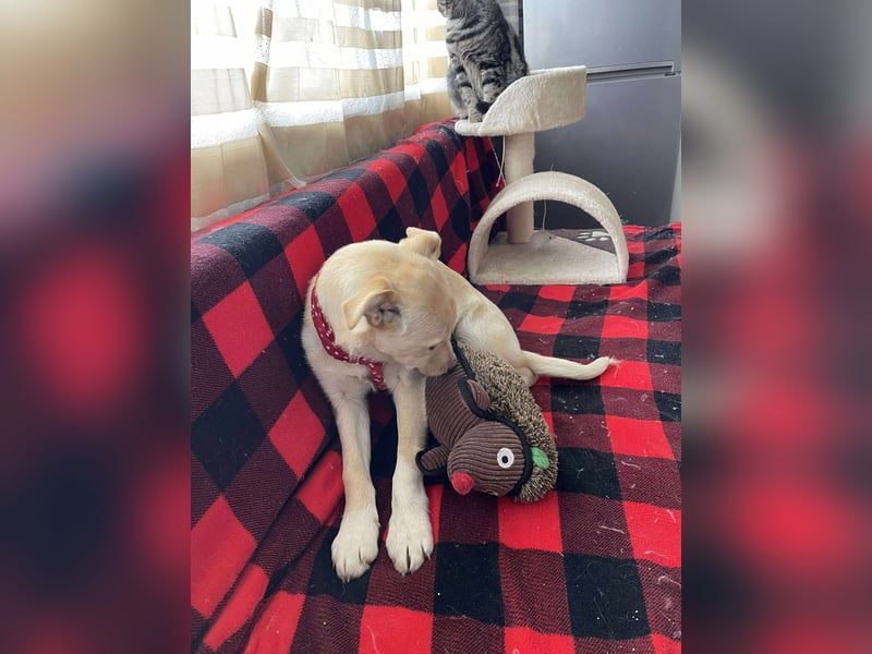 MELISSA - Zuhause gesucht