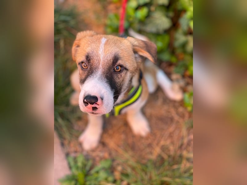 KOA - Traumzuhause gesucht