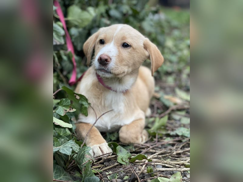 PAULA - liebevolles Hundemädchen *reserviert*