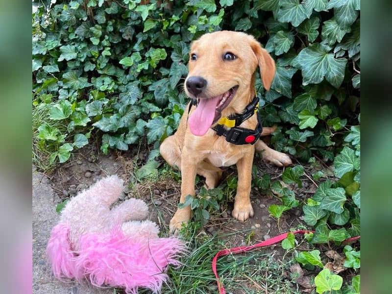 AMBER - tolles Hundemädchen