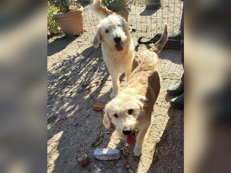 ERWIN - die kleine Knutschkugel