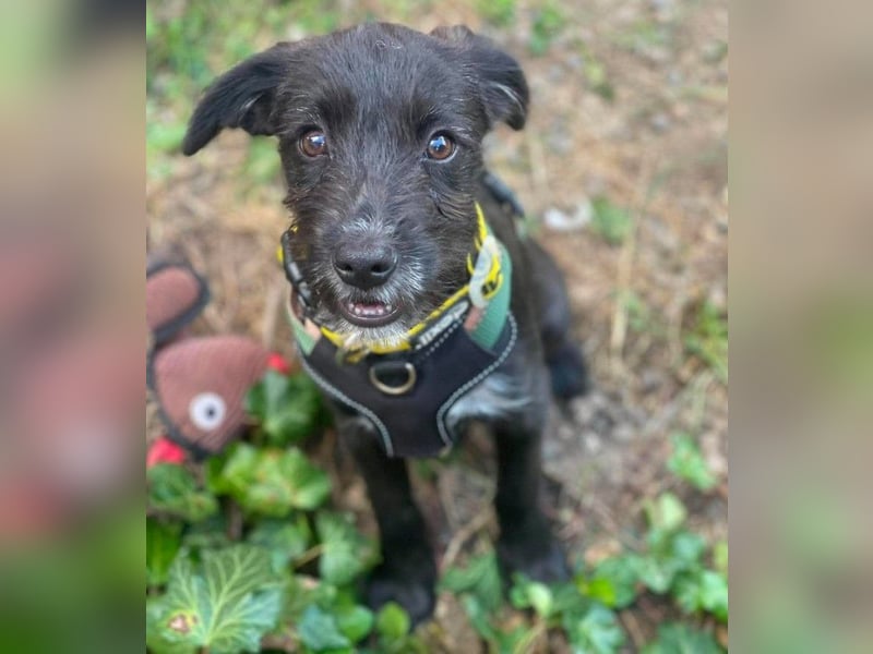 MILLIE - liebevolles Hundemädchen sucht ihr Zuhause